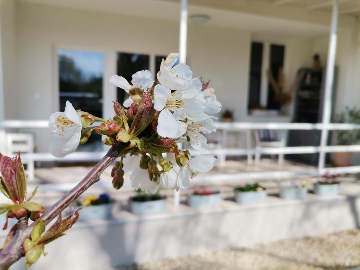 Fuszerkert Vendeghaz Villa Zamardi Bagian luar foto